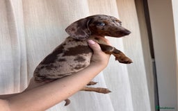 Dachshund dogs for sale: DACHSHUND PUPPIES FOR SALE  - Image 6