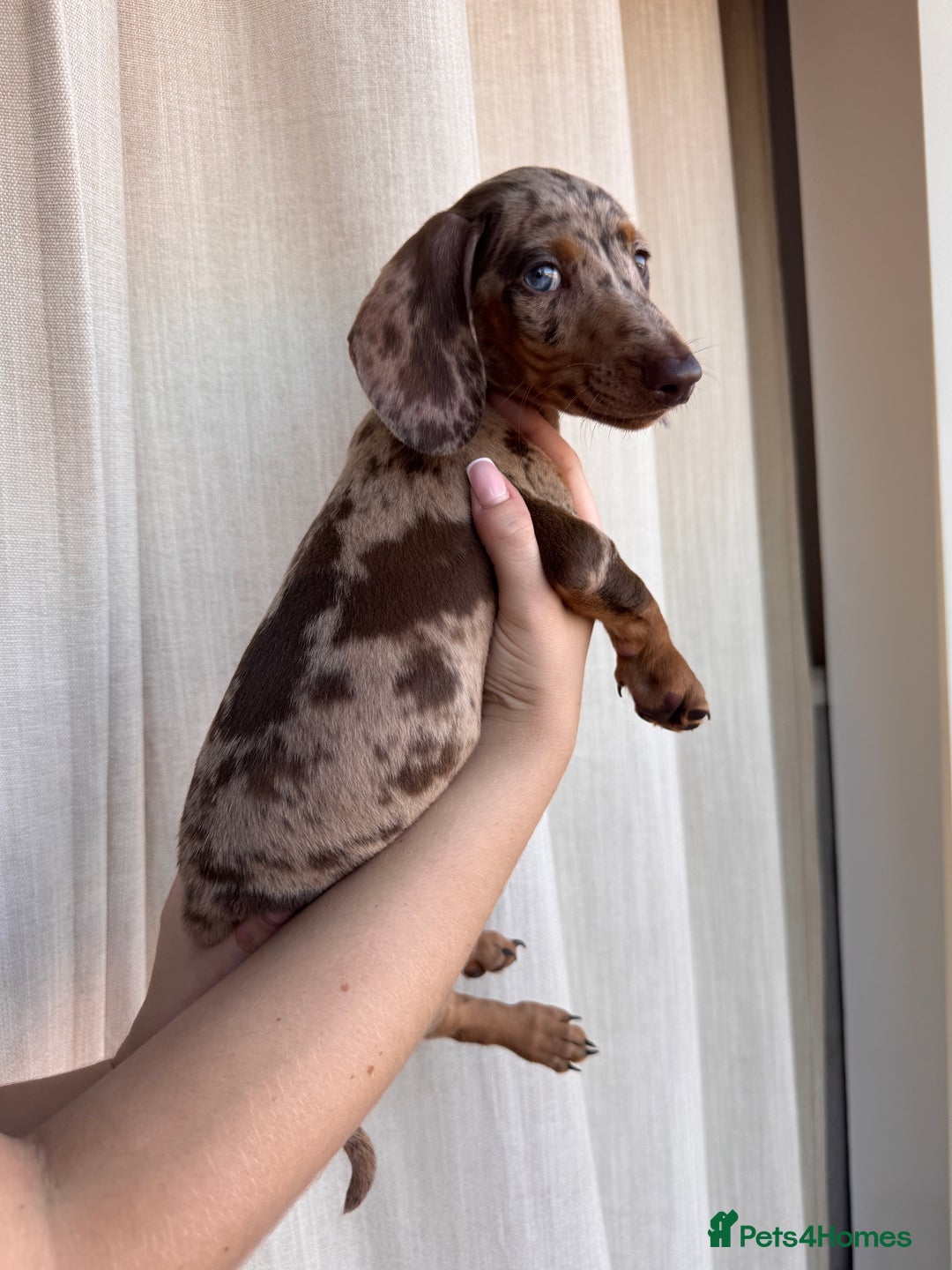 Dachshund dogs for sale: DACHSHUND PUPPIES FOR SALE  - Image 6