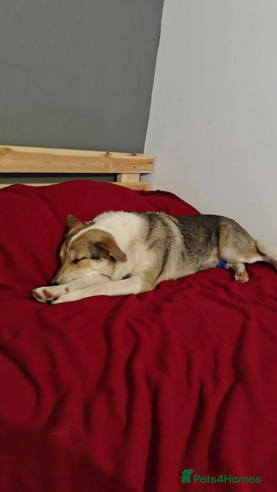 Mixed Breed dogs for adoption: FOSTER/ADOPT:❤️NINA hopes the world can be kind - Advert 10