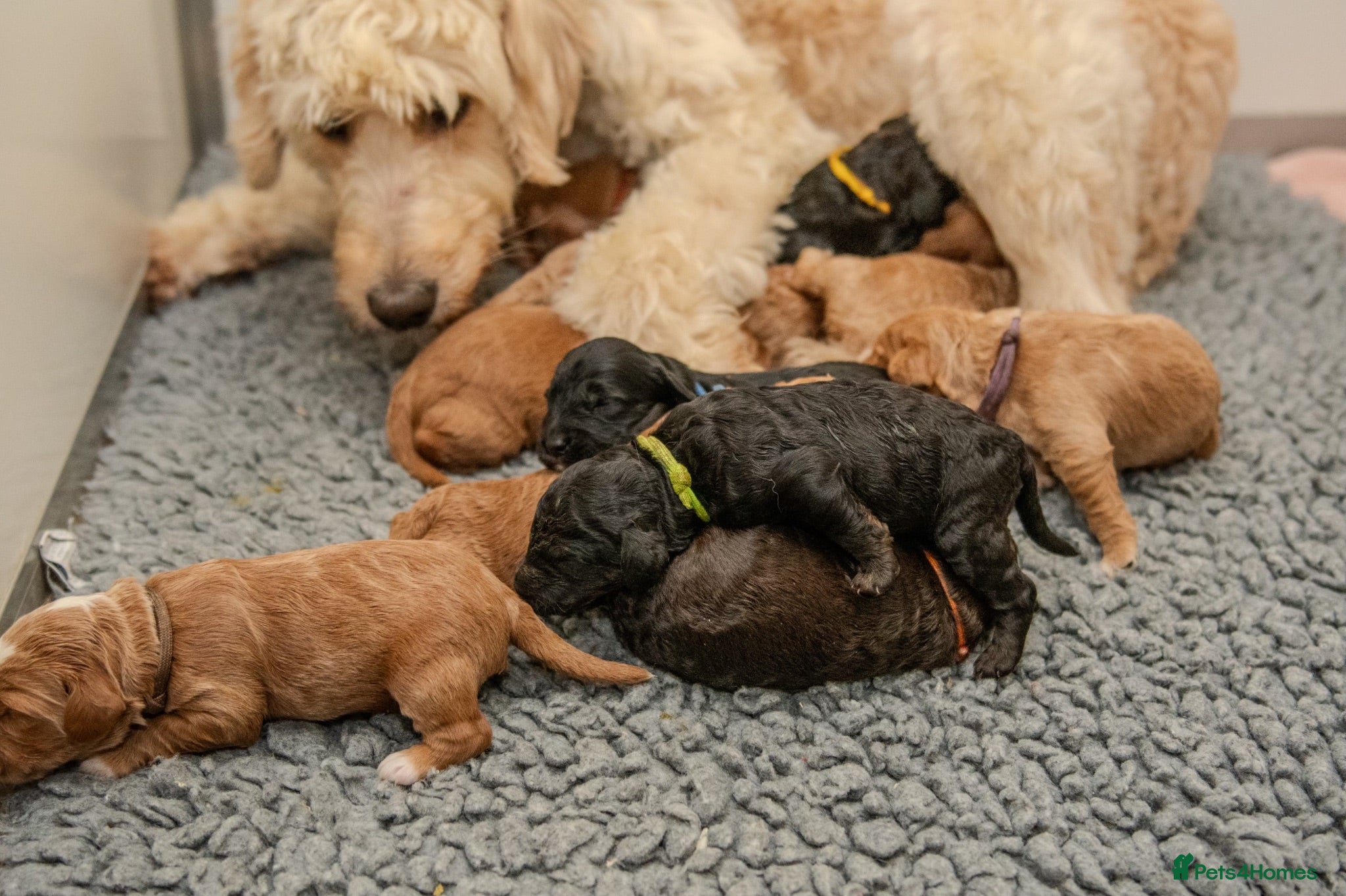 Mini Goldendoodle dogs Mini Goldendoodle - Waiting List - Advert 1