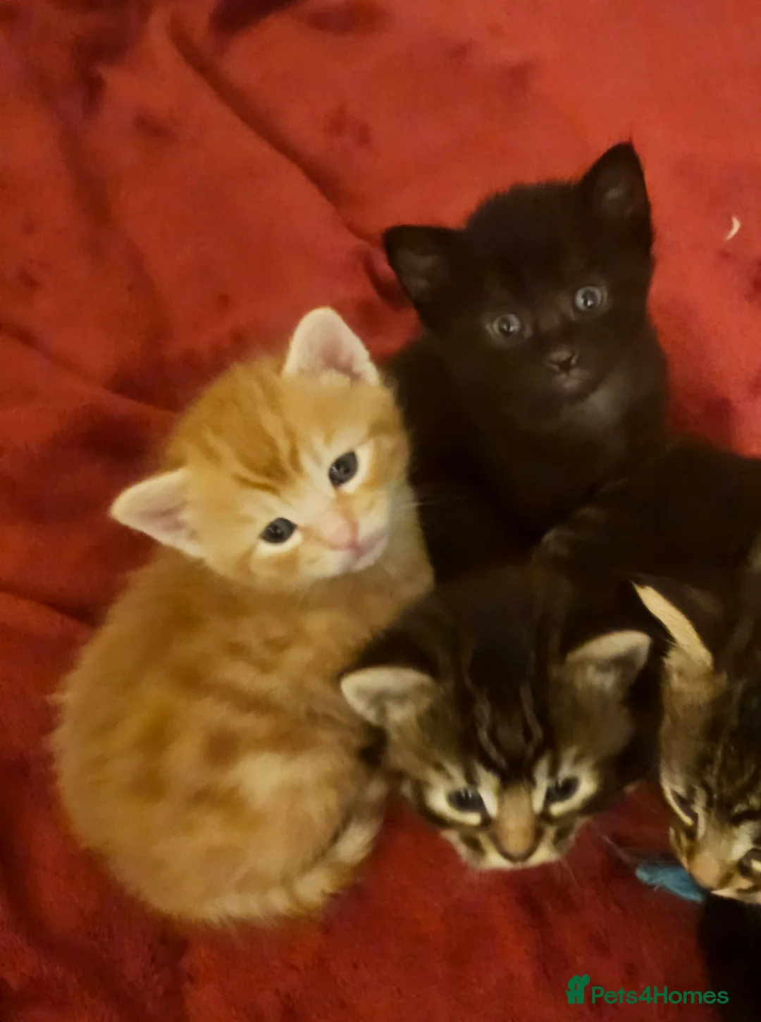 Mixed Breed cats for sale: Elven Bengal Mixes - Advert 4