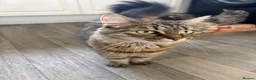 Domestic Shorthair cats for sale: Kittens  in Nottingham - Advert 10