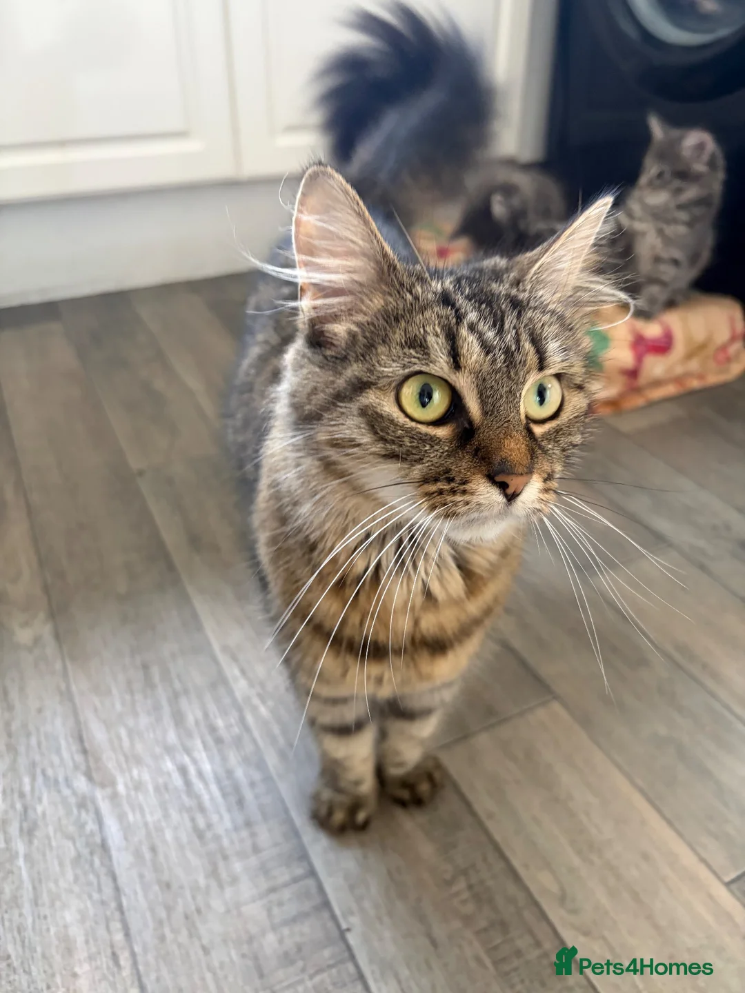 Domestic Shorthair cats for sale: Kittens  in Nottingham - Advert 10