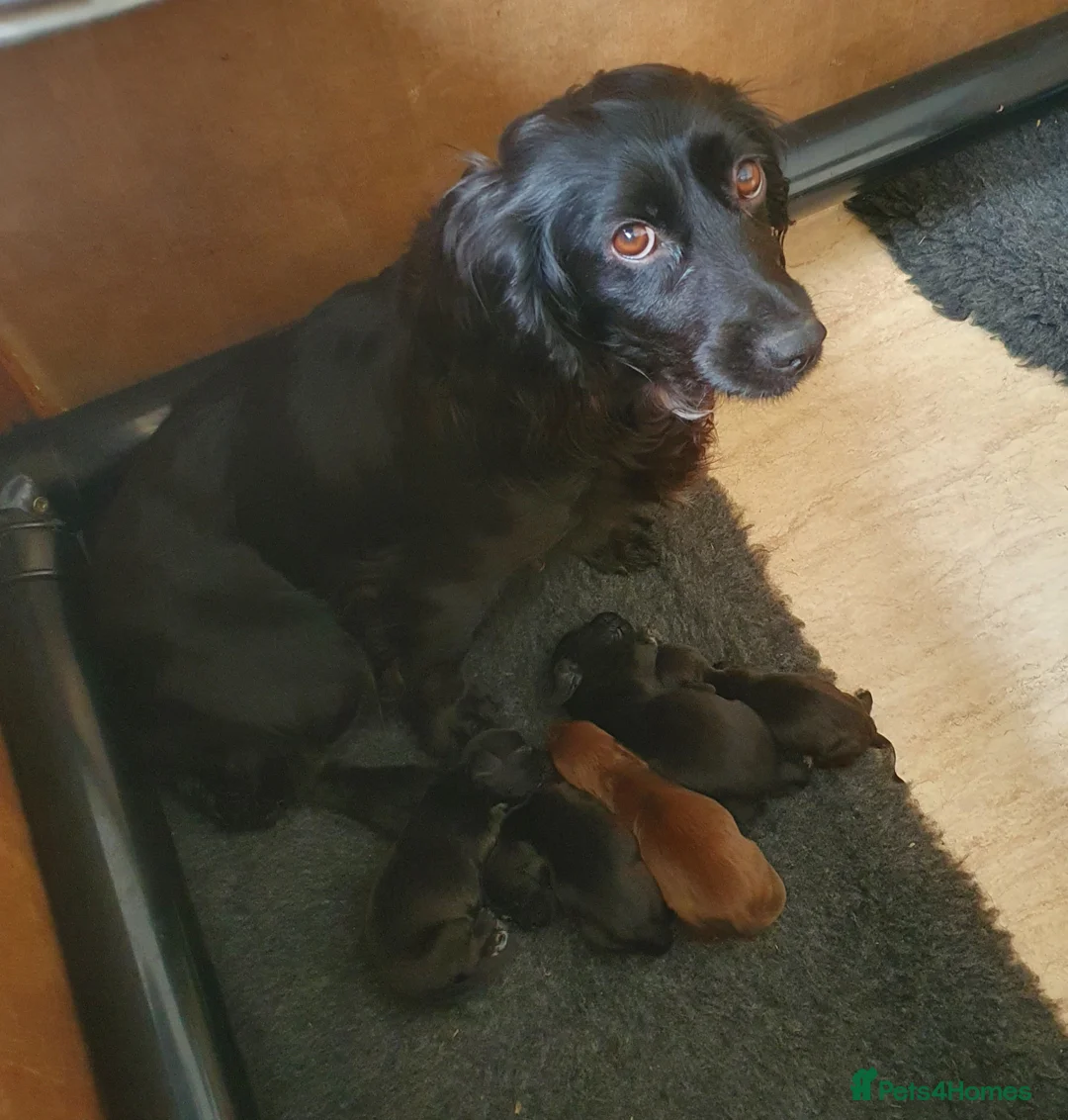 Cocker Spaniel dogs for sale: WORKING COCKER SPANIEL PUPPIES - Advert 11