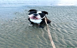 Dorset Olde Tyme Bulldogge dogs for sale: Kong (Old Tyme Bulldog) - Image 3