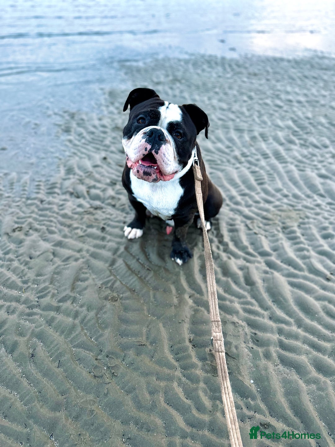 Dorset Olde Tyme Bulldogge dogs for sale: Kong (Old Tyme Bulldog) - Image 3