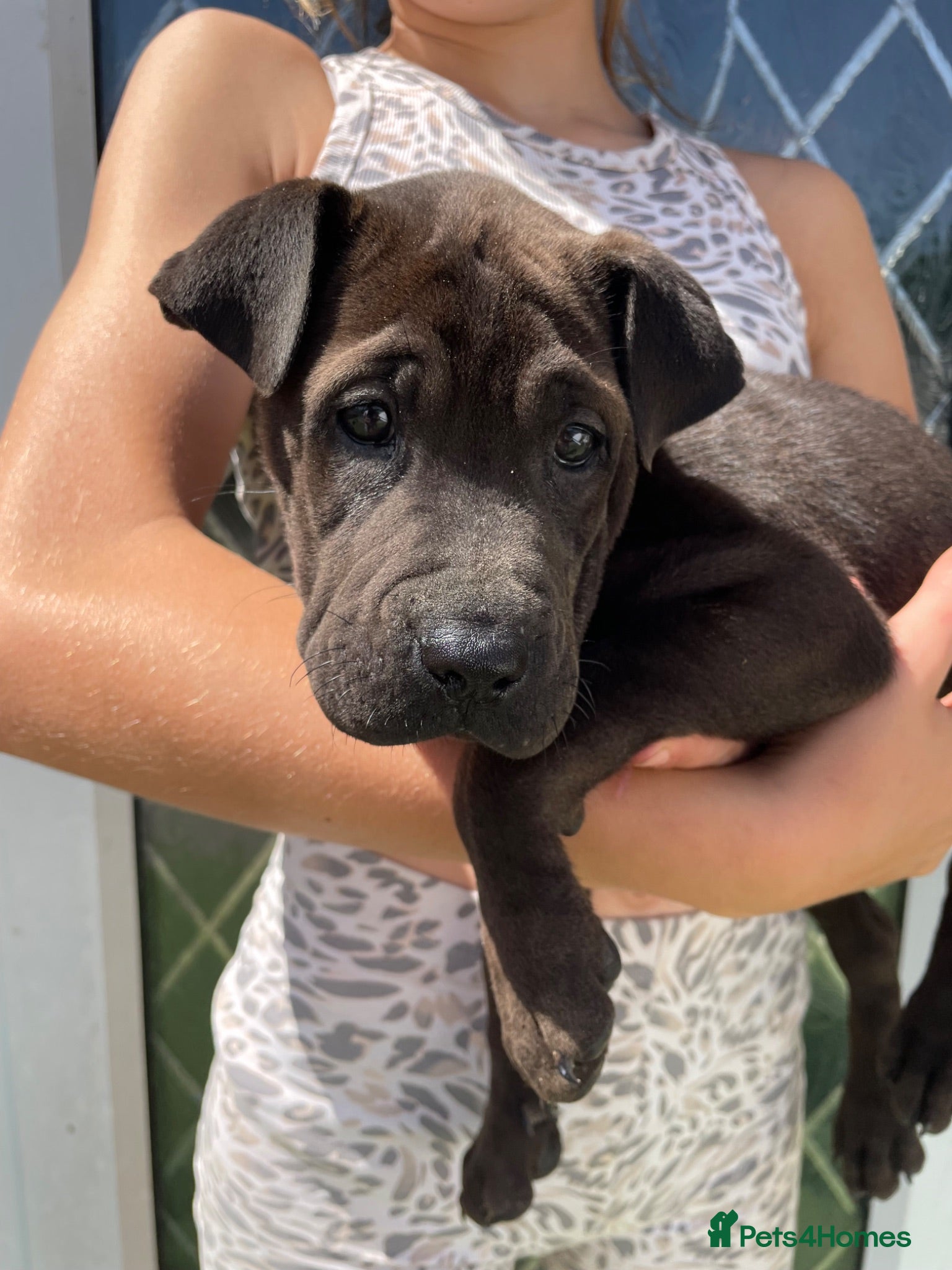 Mixed Breed dogs 3 Gorgous shar pei x Labrador pups RTL - Advert 1