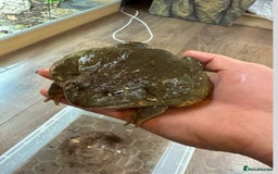 Frog reptiles for sale: 2 female bull frogs  - Image 2