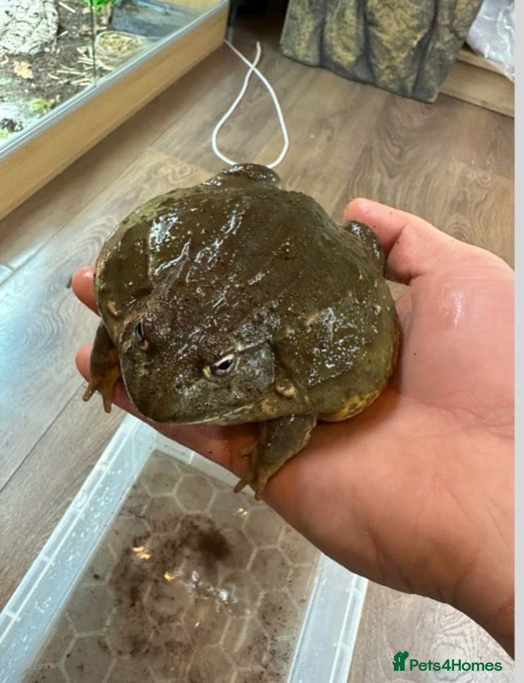 Frog reptiles for sale: 2 female bull frogs  - Image 2