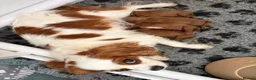 Cavalier King Charles Spaniel dogs for sale: Cavalier King Charles Spaniel puppies  - Advert 2