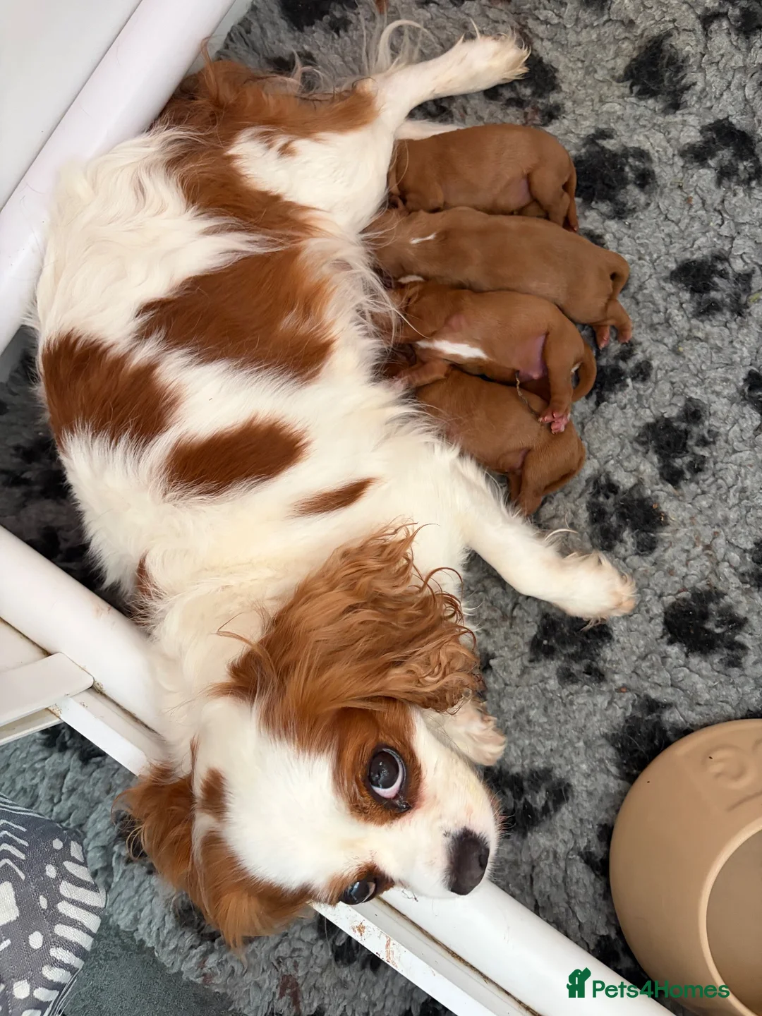 Cavalier King Charles Spaniel dogs for sale: Cavalier King Charles Spaniel puppies  - Advert 2