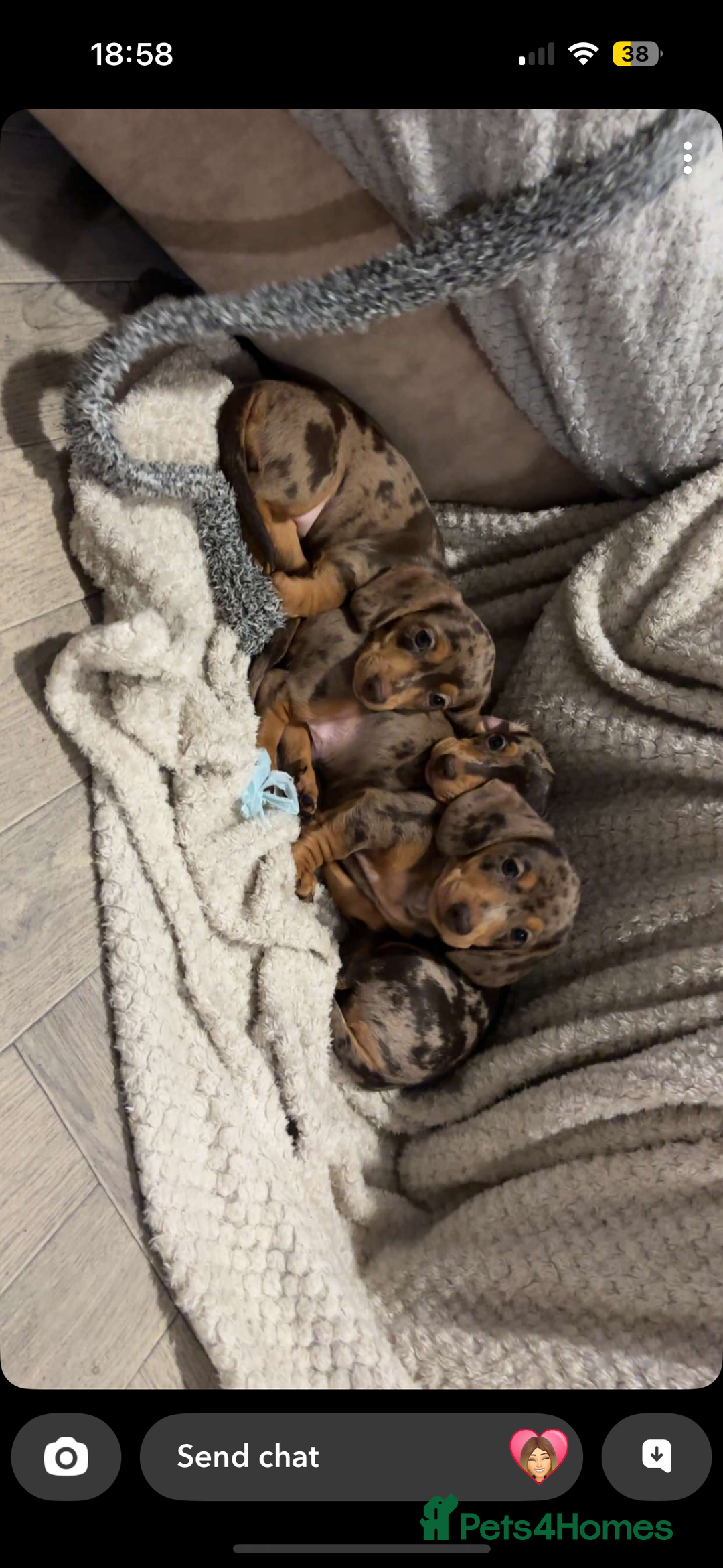 Miniature Dachshund dogs for sale: Miniature dachshund puppies  - Image 1