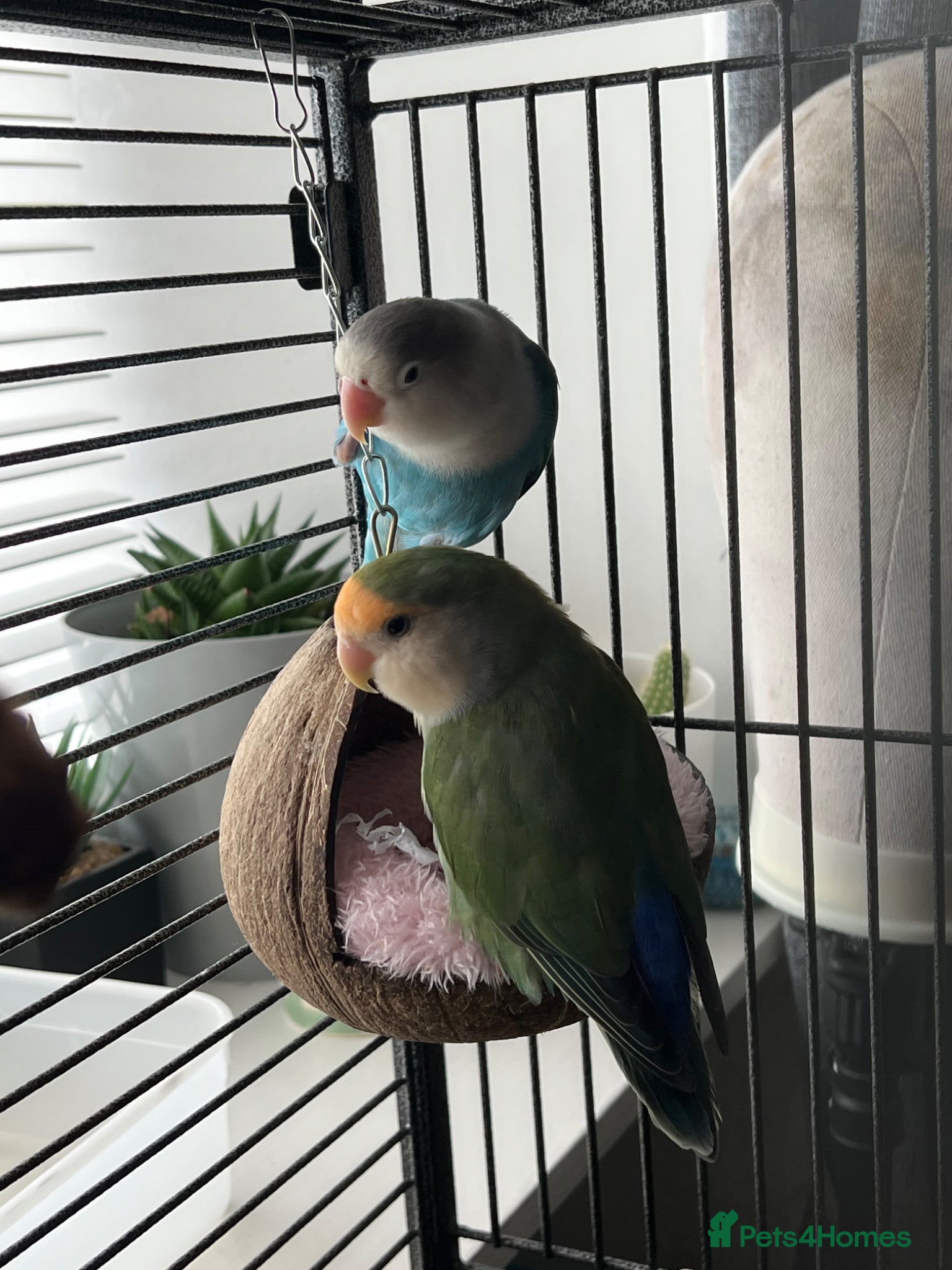 Lovebirds birds Lovebird pair - Advert 3