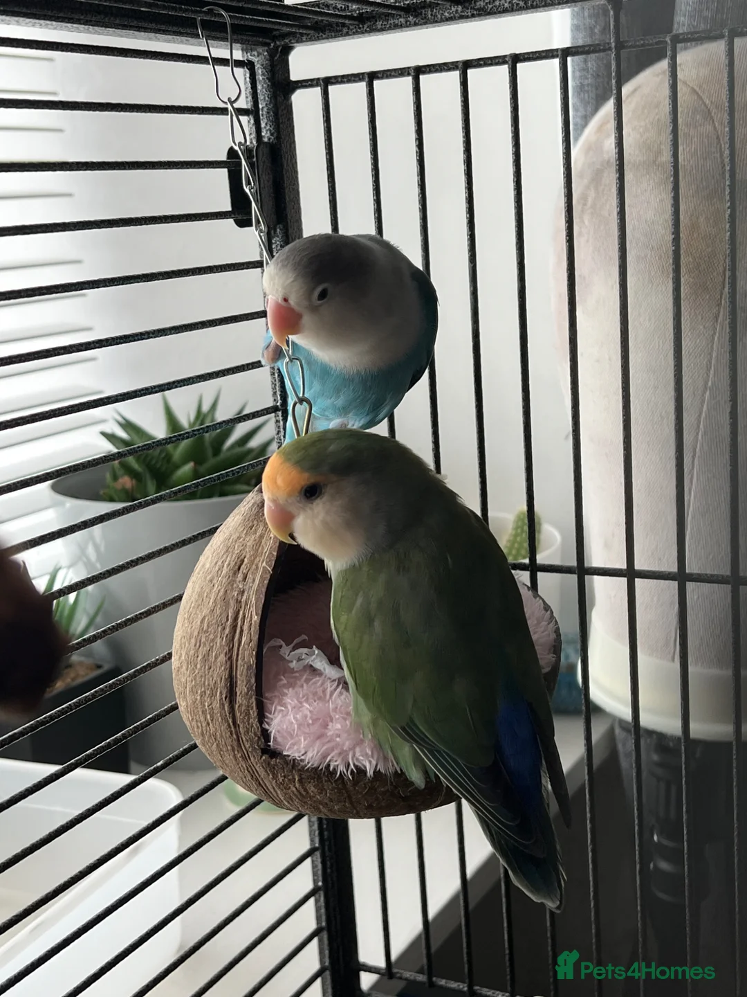 Lovebirds birds for sale: Lovebird pair - Advert 5