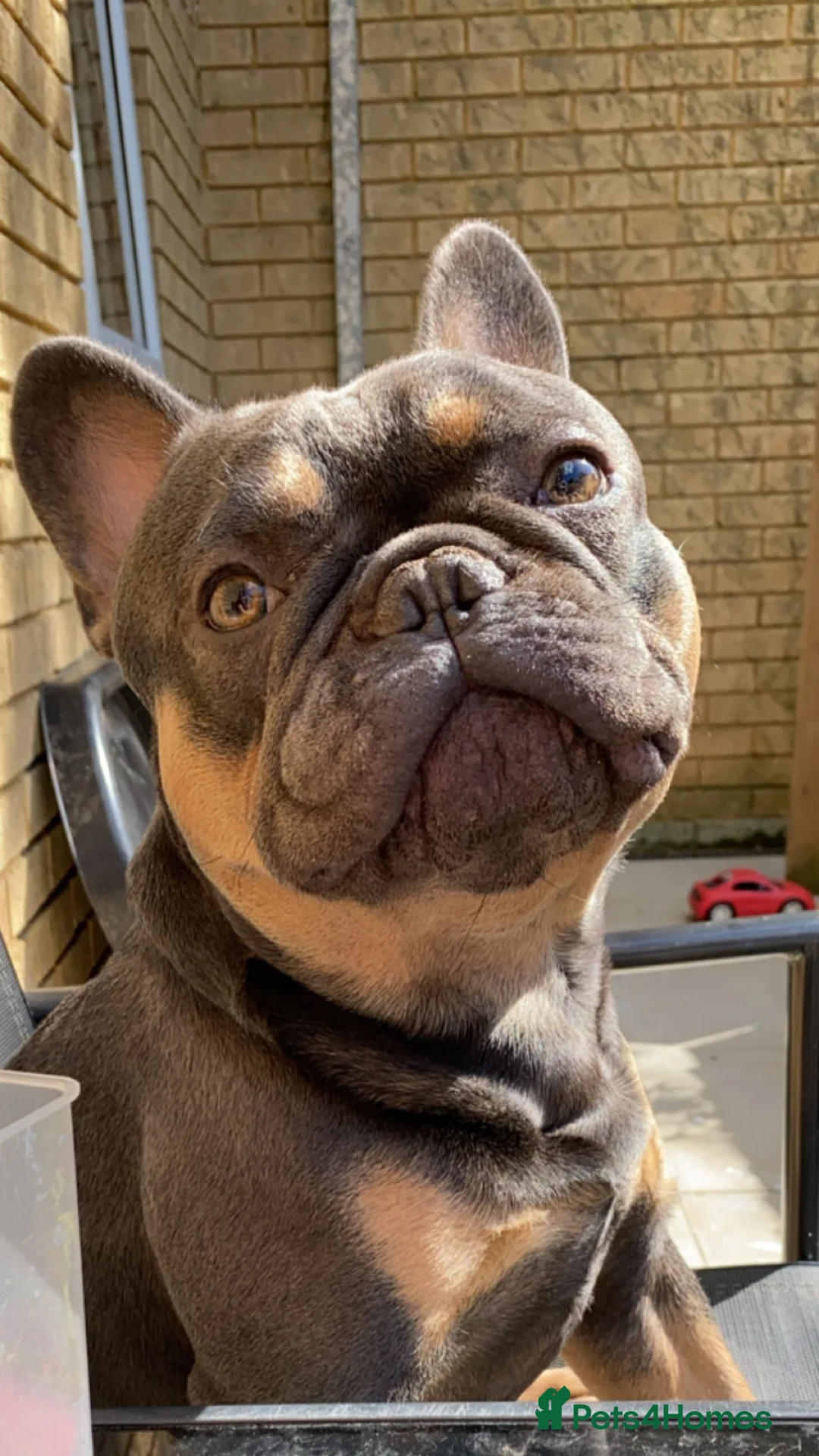 French Bulldog dogs for stud: Family Frenchie for Stud  - Advert 2