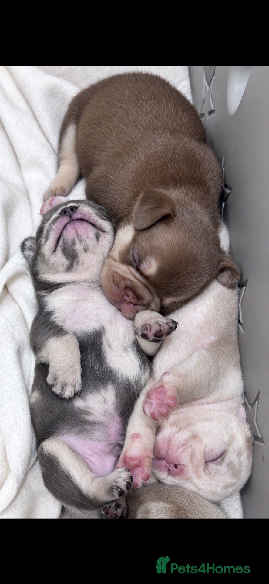French Bulldog dogs ⚜️Ready in 5 weeks French Bulldog Puppies⚜️ - Advert 8