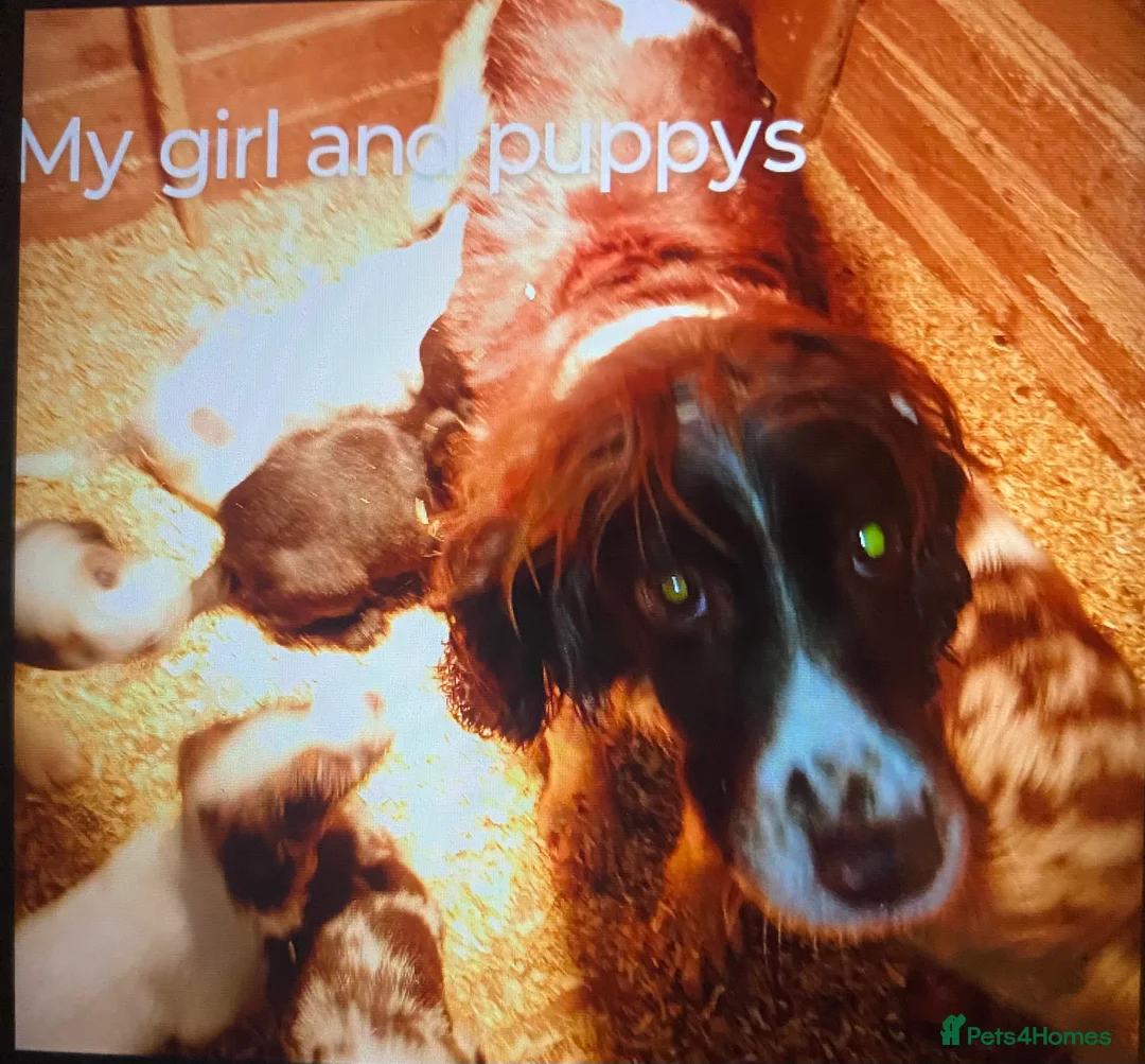 Cocker Spaniel dogs for sale: Beautiful letter of working Cocker spaniel’s - Advert 4