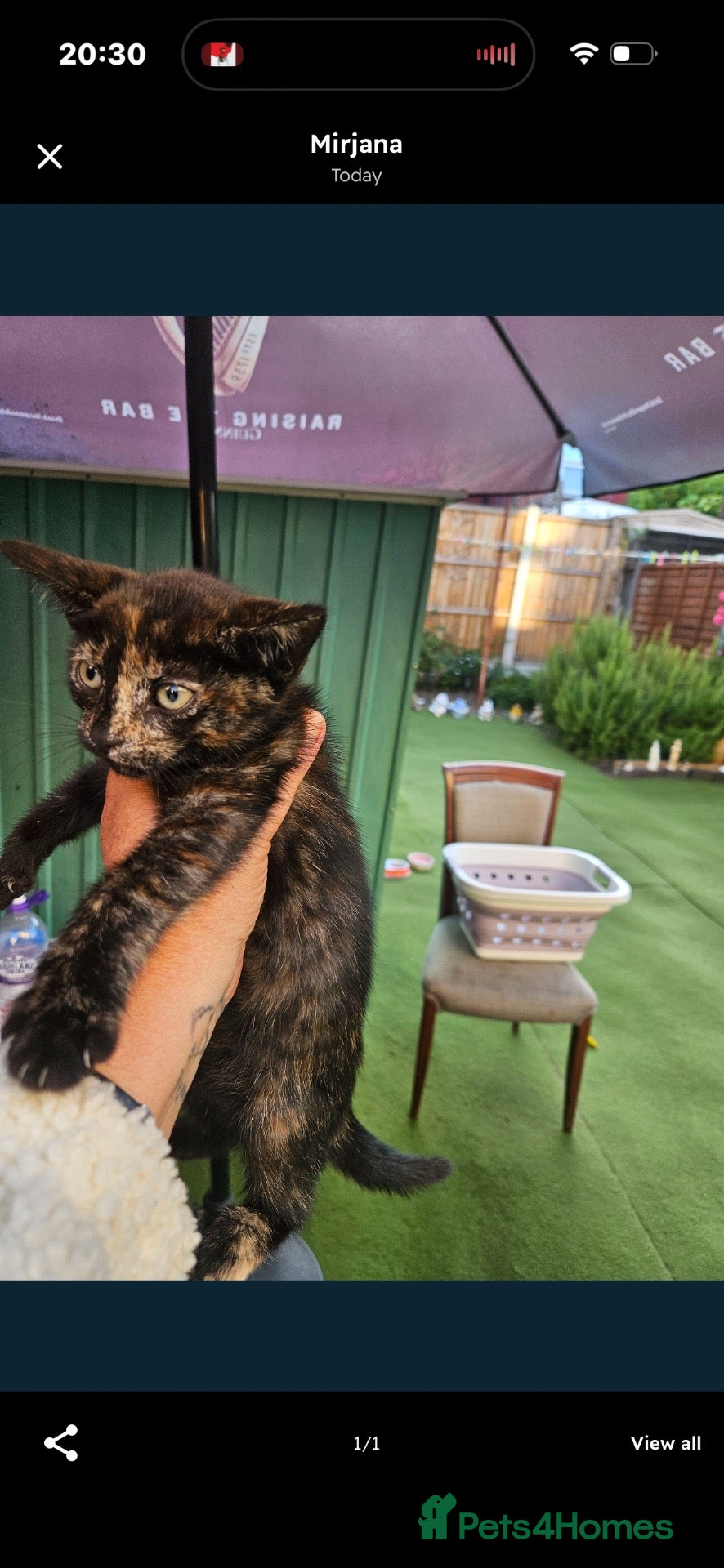 Mixed Breed cats 13 week old kitten - Advert 18