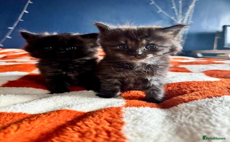 Maine Coon cats - Advert 9