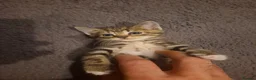 Mixed Breed cats for sale: 4 adorable kittens - Advert 2