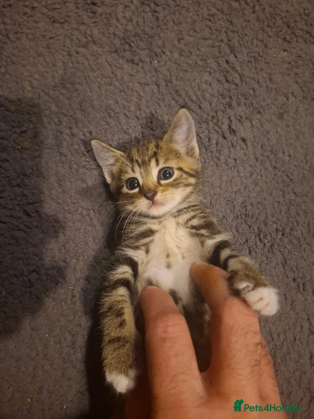 Mixed Breed cats for sale: 4 adorable kittens - Advert 2