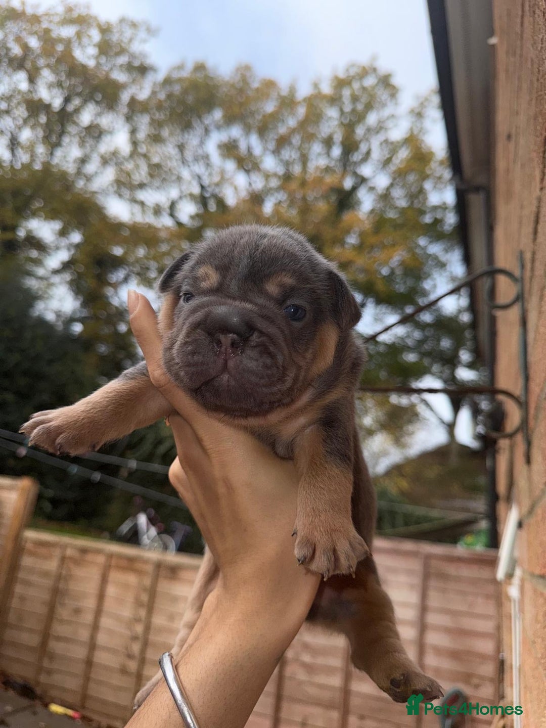 French Bulldog dogs for sale: Lilac & tan fluffies/ **  - Advert 12