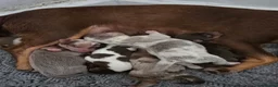 Jack Russell dogs for sale: Miniature jack Russell puppies  - Advert 26