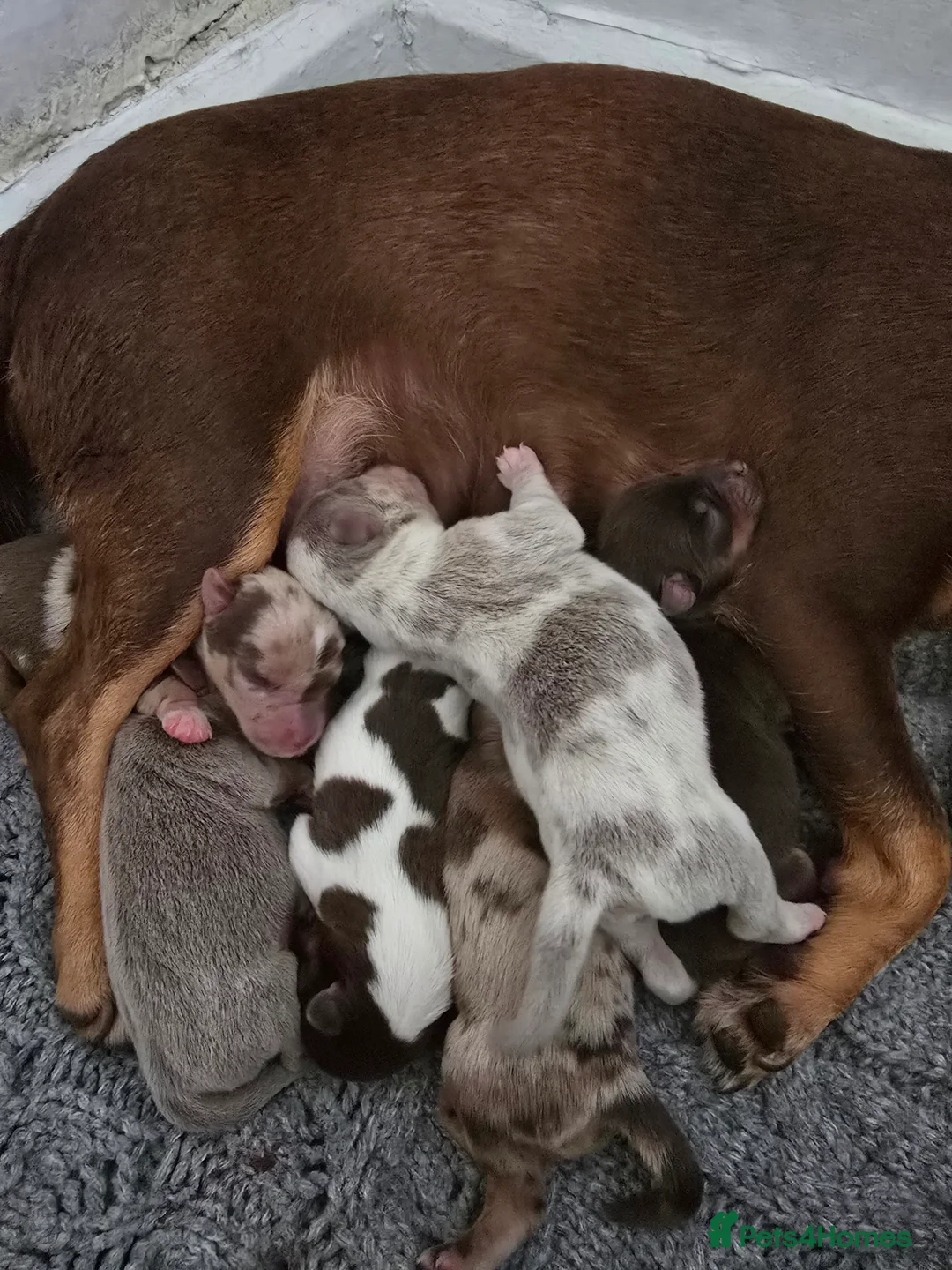 Jack Russell dogs for sale: Miniature jack Russell puppies  - Advert 26