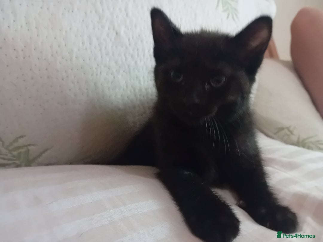 Domestic Shorthair cats for sale: 2 kittens looking for loving homes  - Image 5