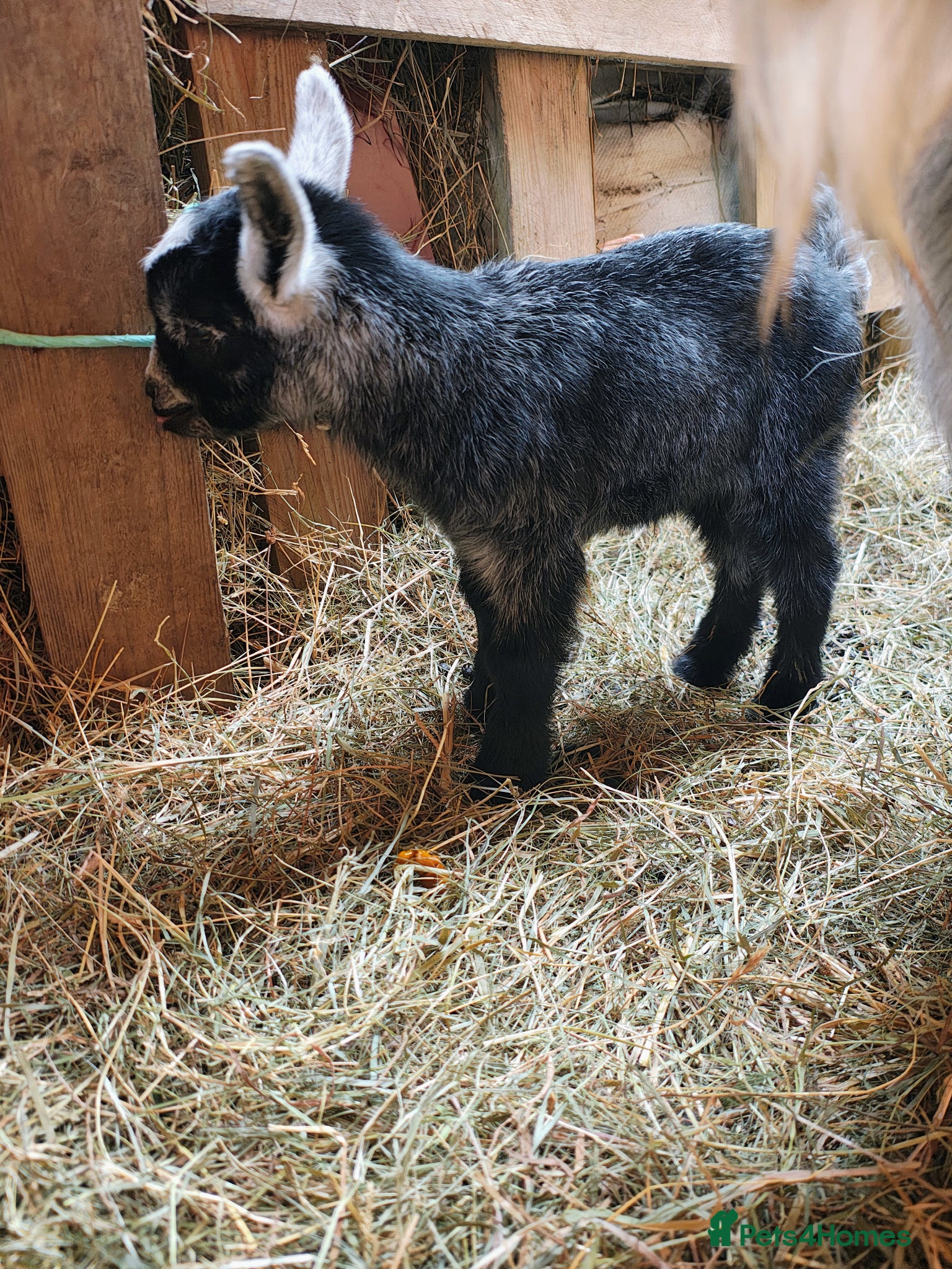 Goats livestock Pygmy goats kids - Advert 2