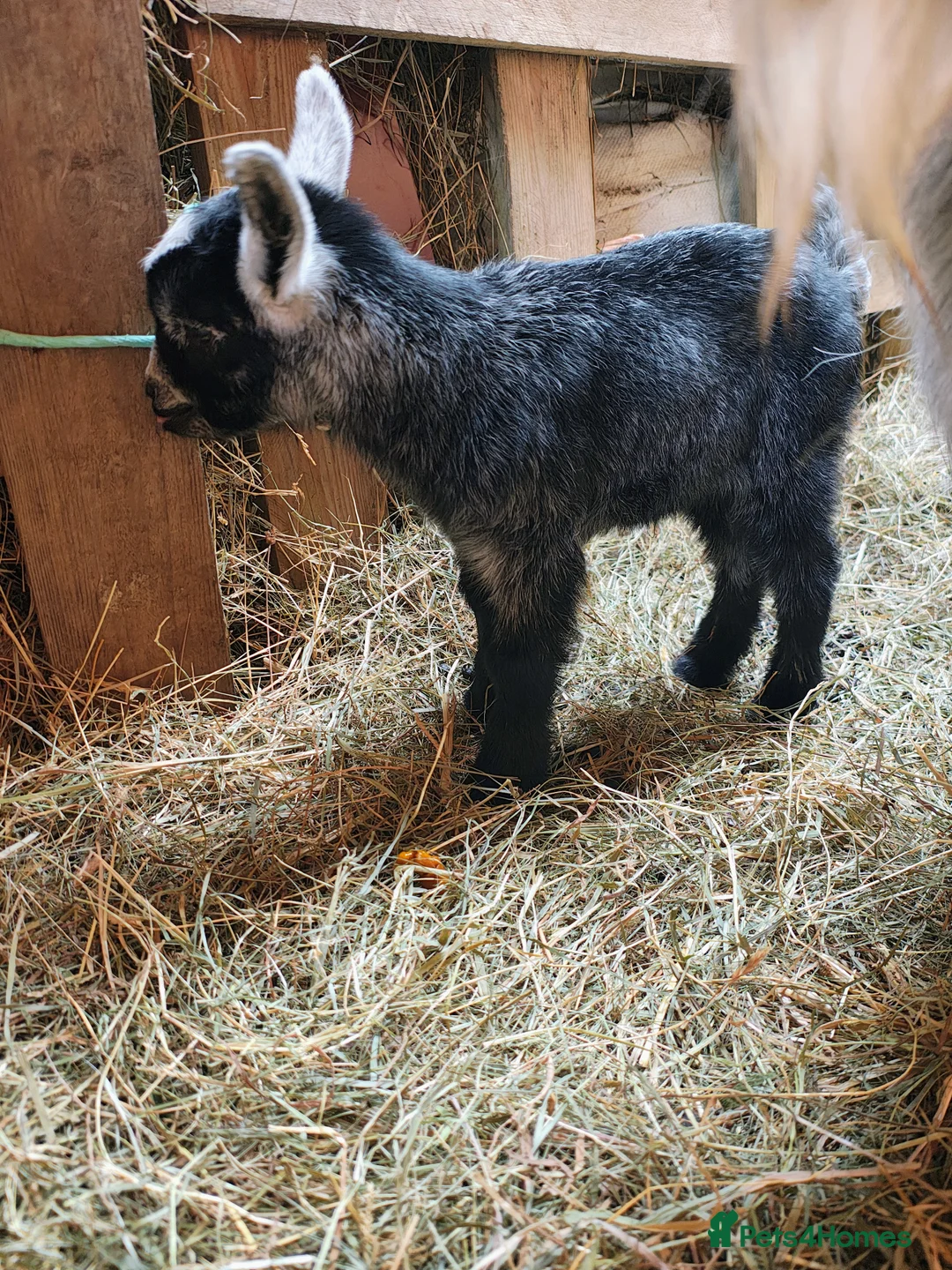 Goats livestock for sale: Pygmy goats kids - Advert 2