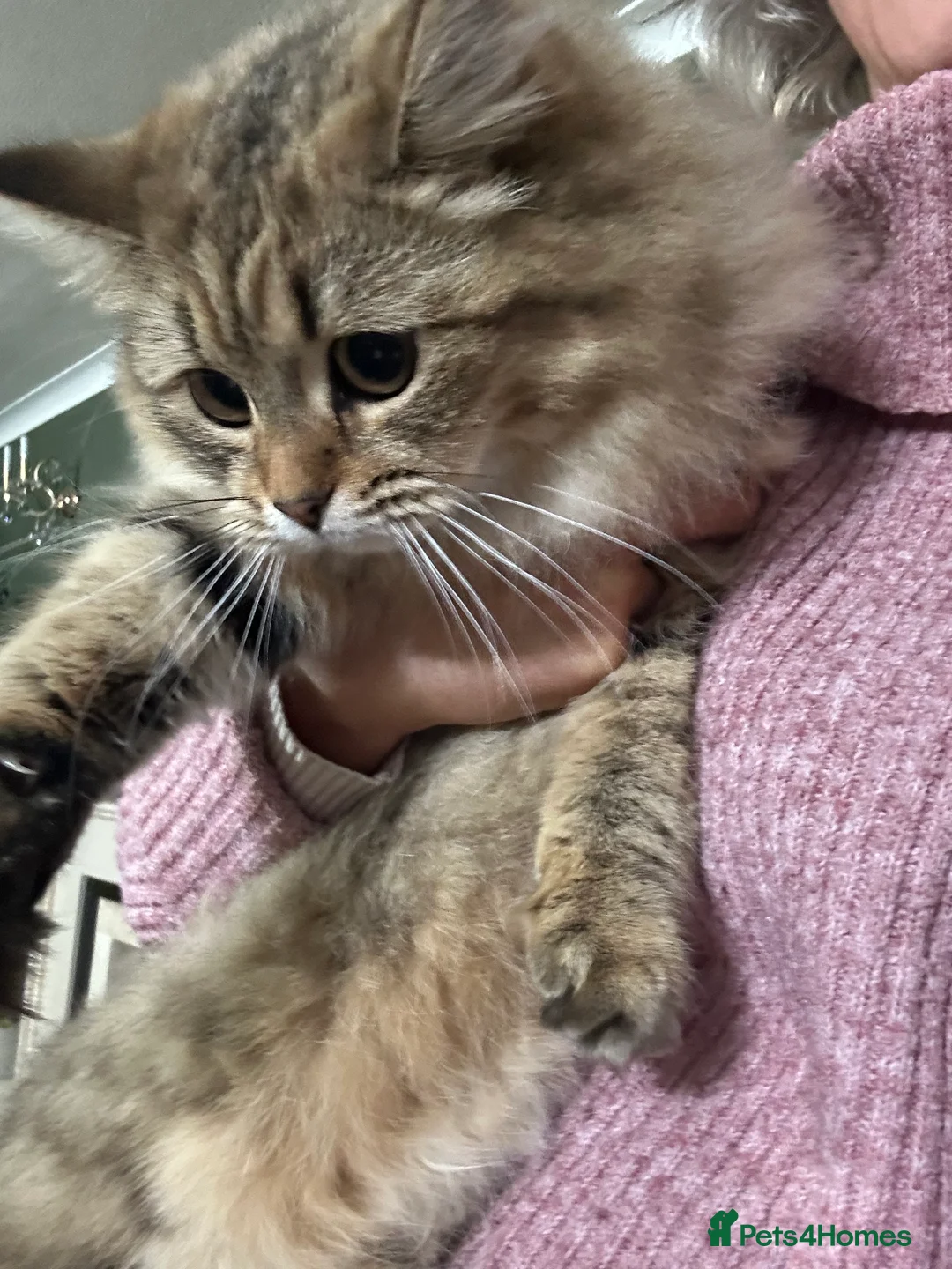 Bengal cats for sale: Bengal x Persian kitten for sale 8 months old  - Advert 4