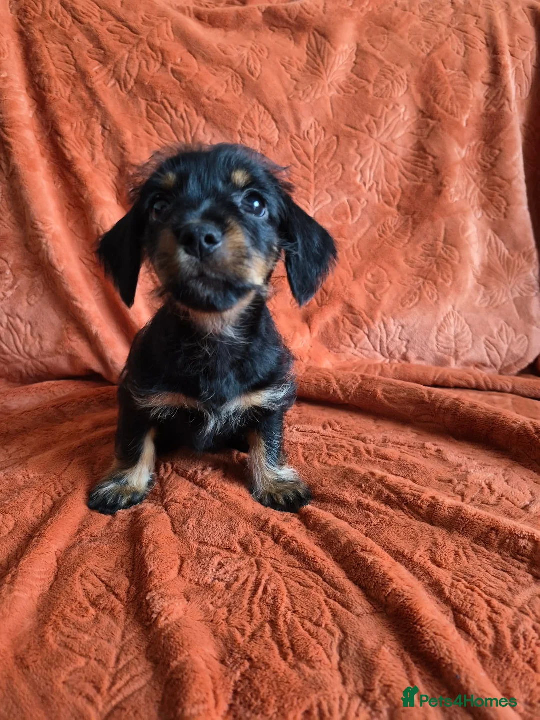 Mixed Breed dogs for sale: 1x Female dorkie (3 months old) - Advert 2