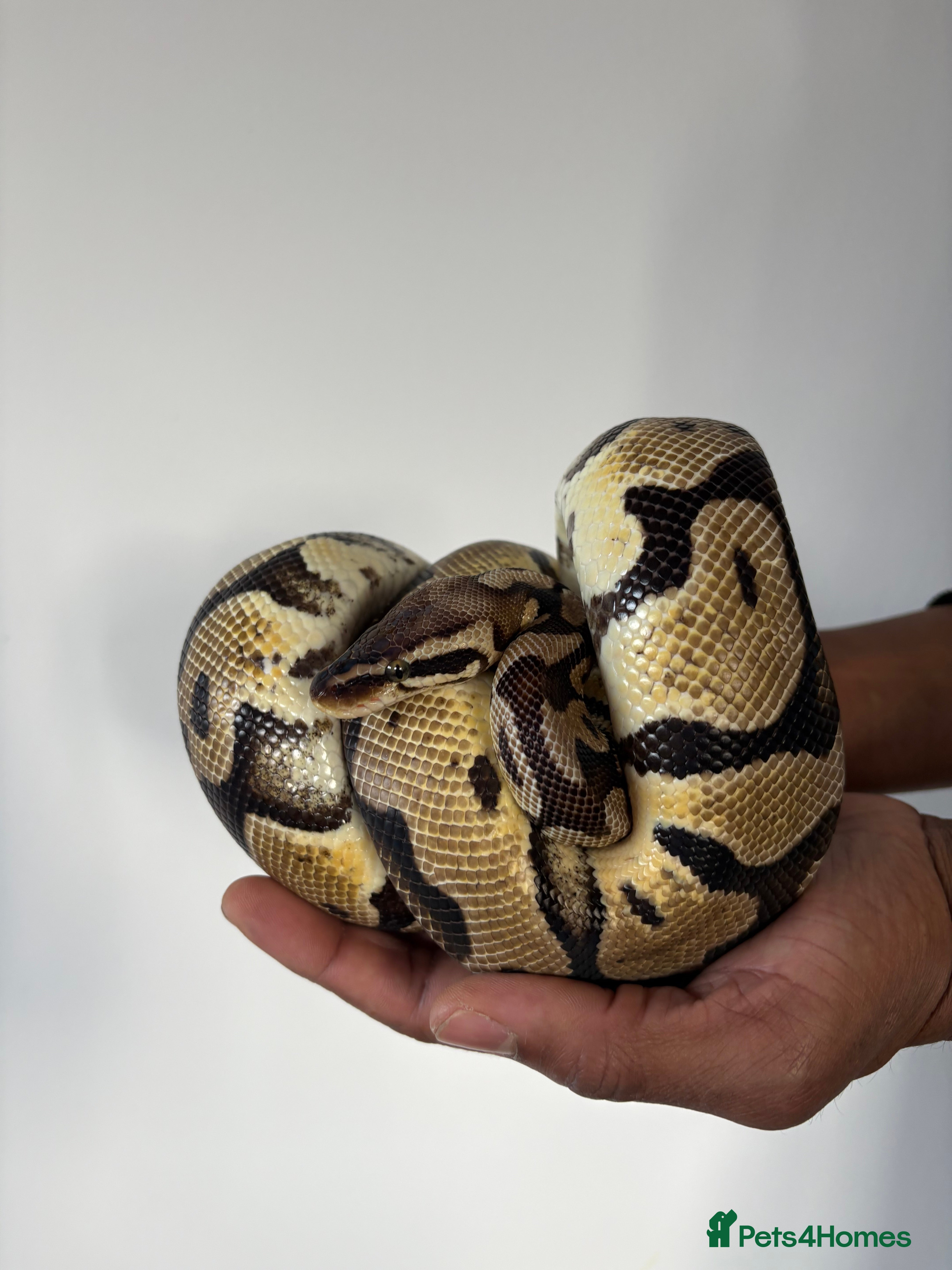 Python Snake reptiles Male Python (open to offers)  - Advert 17