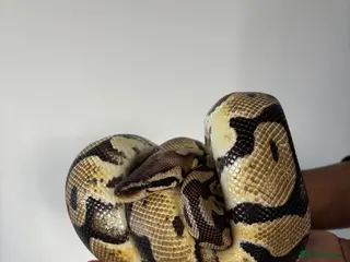 Python Snake reptiles Male Python (open to offers) - Advert 17