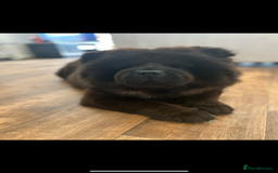 Chow Chow dogs for sale: 3 year old chow chow  - Image 1