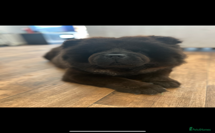 Chow Chow dogs - Advert 1