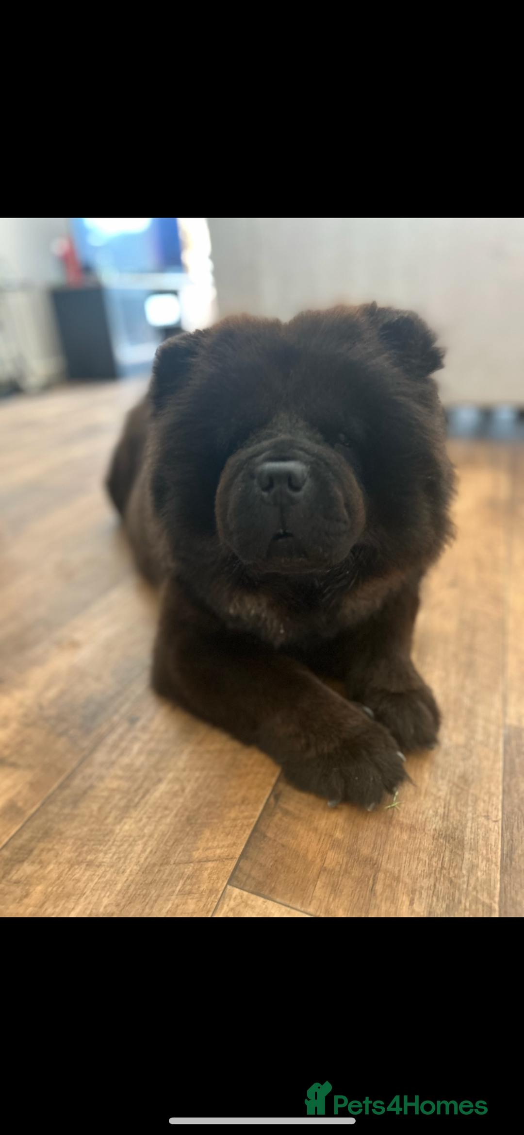 Chow Chow dogs for sale: 3 year old chow chow  - Image 1