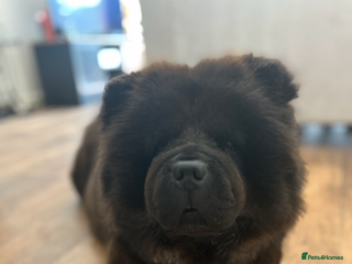 Chow Chow dogs - Advert 27