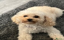 Poochon dogs for sale: 1 female 1 male Poochon puppy.  - Image 16