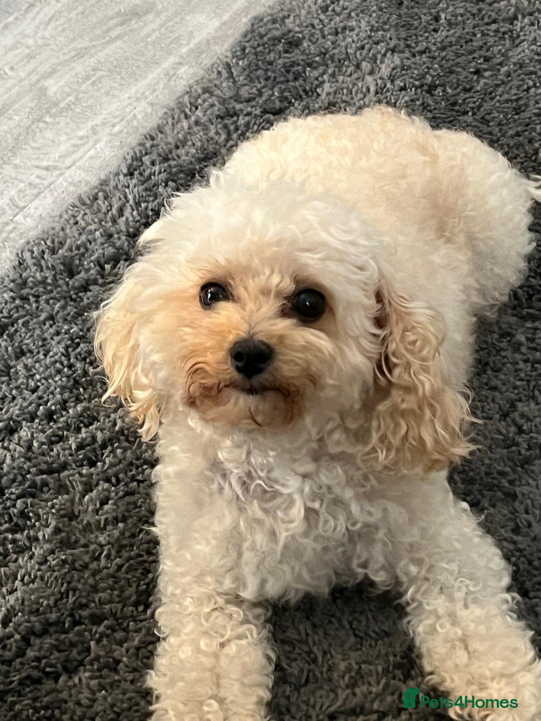Poochon dogs for sale: 1 female 1 male Poochon puppy.  - Image 16