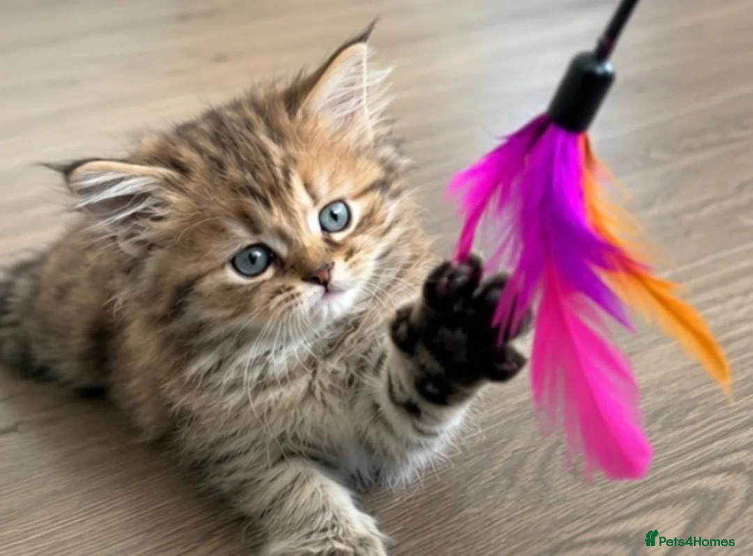 Mixed Breed cats for sale: Beautiful female MCx kitten, last of litter  in Ferndown - Advert 2