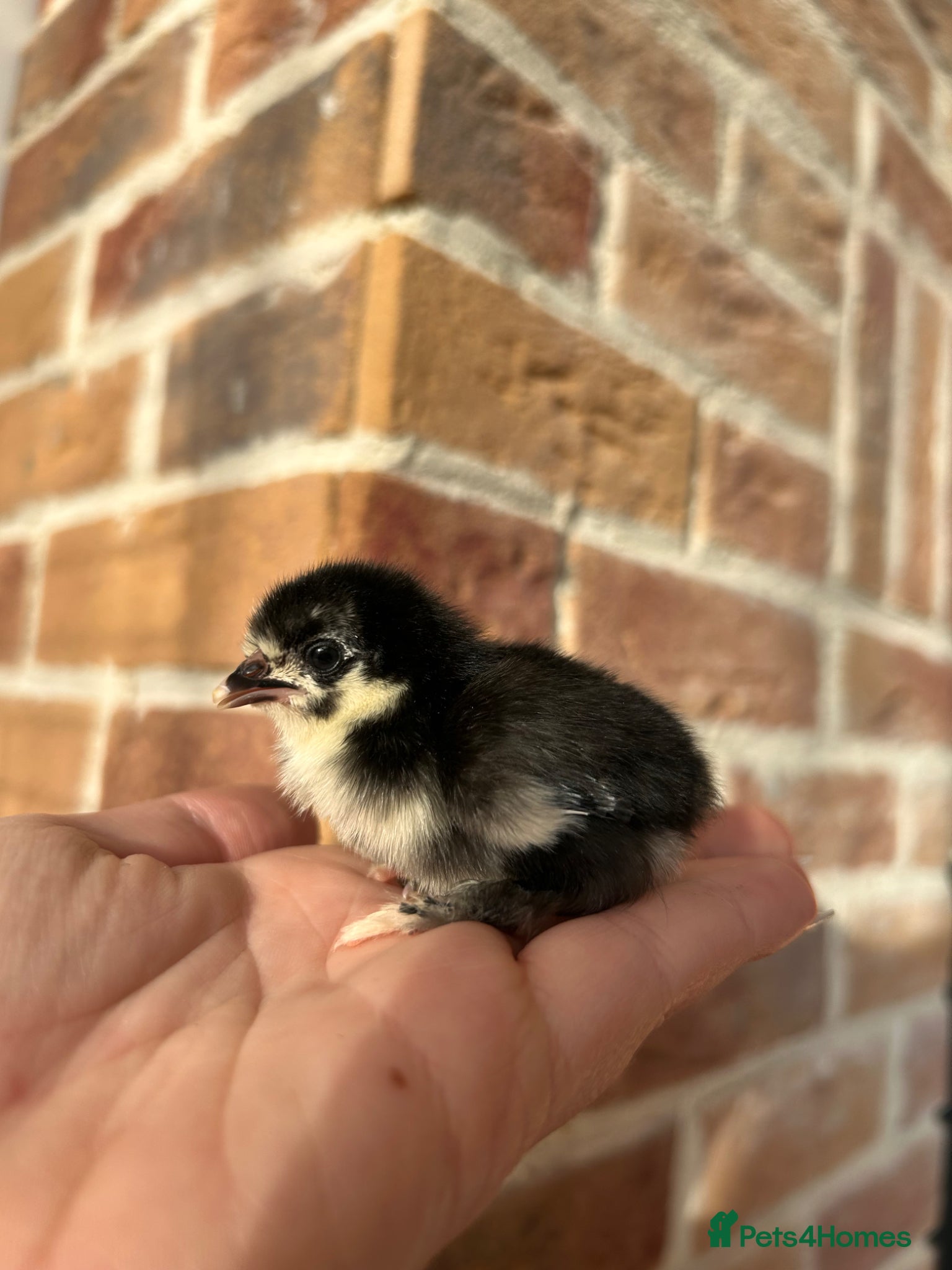 Chickens poultry Sablepoot chicks available - Advert 1