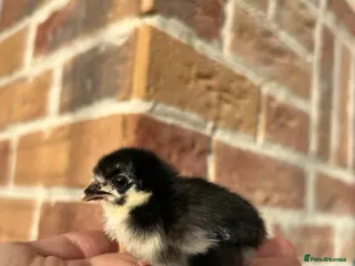 Chickens poultry Sablepoot chicks available - Advert 1