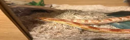 Corn Snake reptiles for sale: Sandy - Corn Snake in Carmarthen - Advert 7