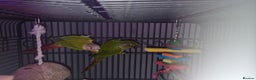 Conures birds for sale: 2 conures  - Advert 1