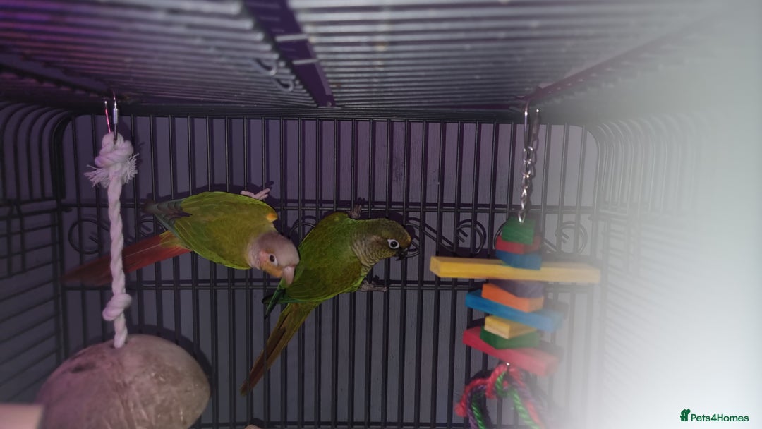 Conures birds for sale: 2 conures  - Advert 1