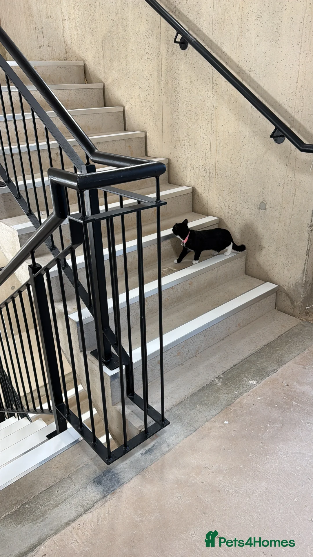 Mixed Breed cats for sale: Beanie  - Advert 3