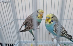 Budgerigars birds for sale: Lovely young budgies for sale Various colours  - Image 6