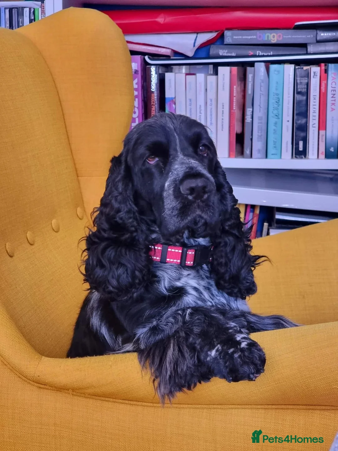 Cocker Spaniel dogs for stud: Show cocker spaniel stud dog  in Leven - Advert 4